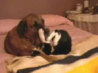 My Girls, Phoebie (Dog) And Busaba (Kitty)