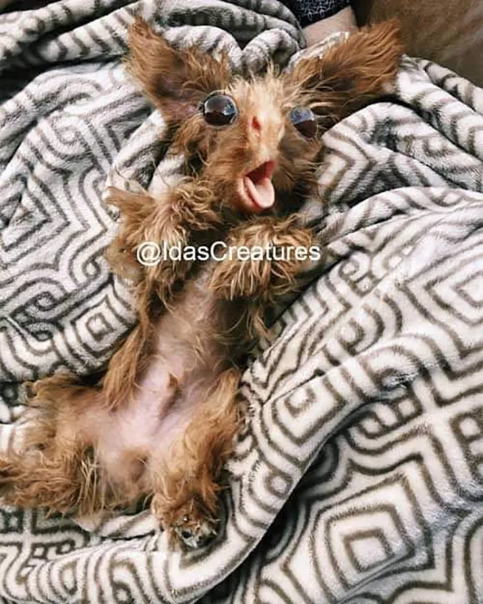 People Are Submitting Pics Of Their Pets To This Instagrammer, And She Gives Them Hilarious Makeovers (58 New Pics)