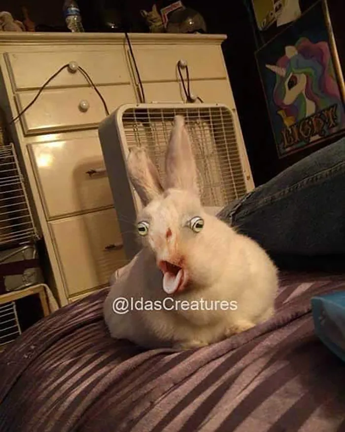 People Are Submitting Pics Of Their Pets To This Instagrammer, And She Gives Them Hilarious Makeovers (58 New Pics)