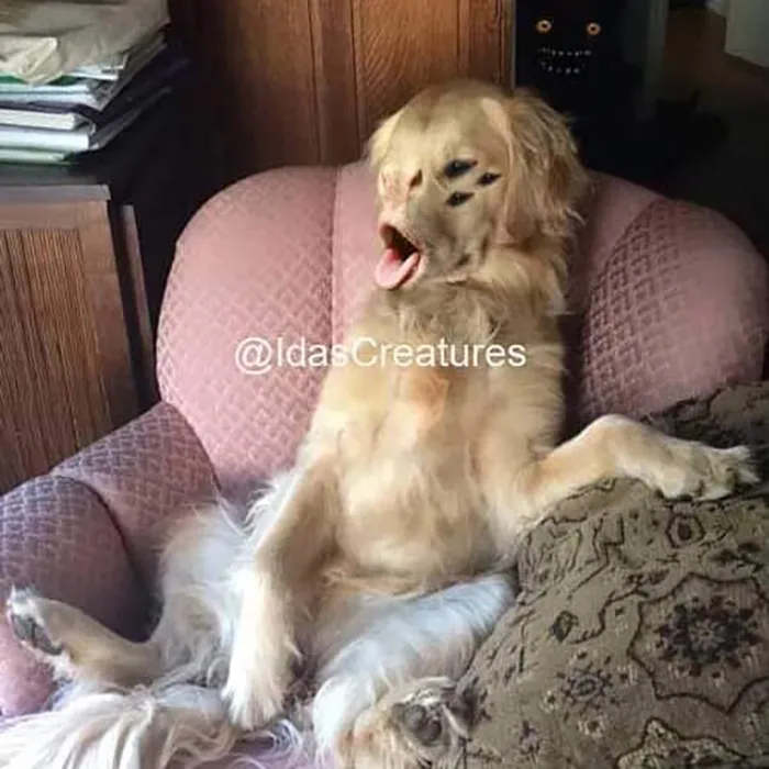 People Are Submitting Pics Of Their Pets To This Instagrammer, And She Gives Them Hilarious Makeovers (58 New Pics)