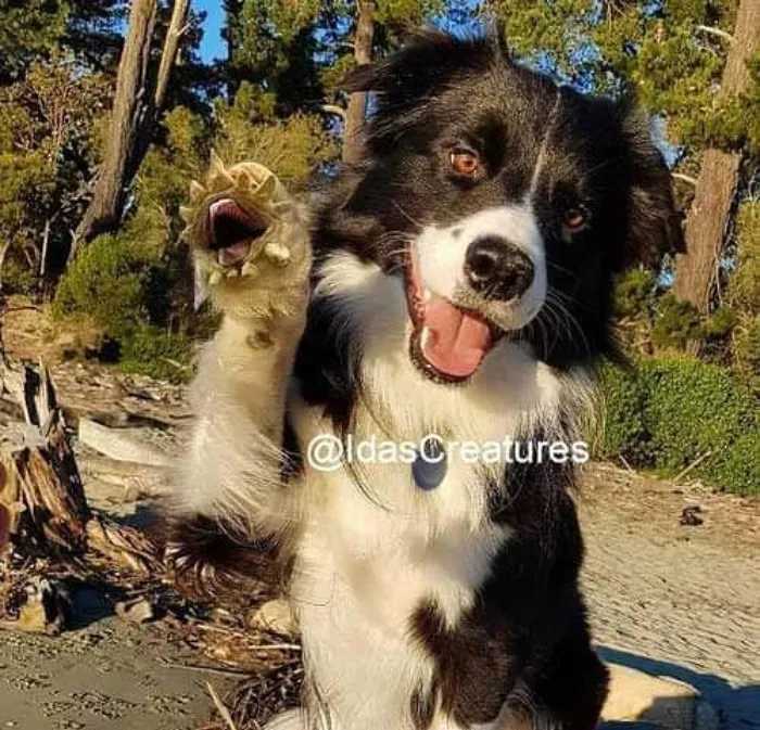 People Are Submitting Pics Of Their Pets To This Instagrammer, And She Gives Them Hilarious Makeovers (58 New Pics)
