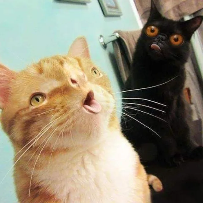 People Are Submitting Pics Of Their Pets To This Instagrammer, And She Gives Them Hilarious Makeovers (58 New Pics)