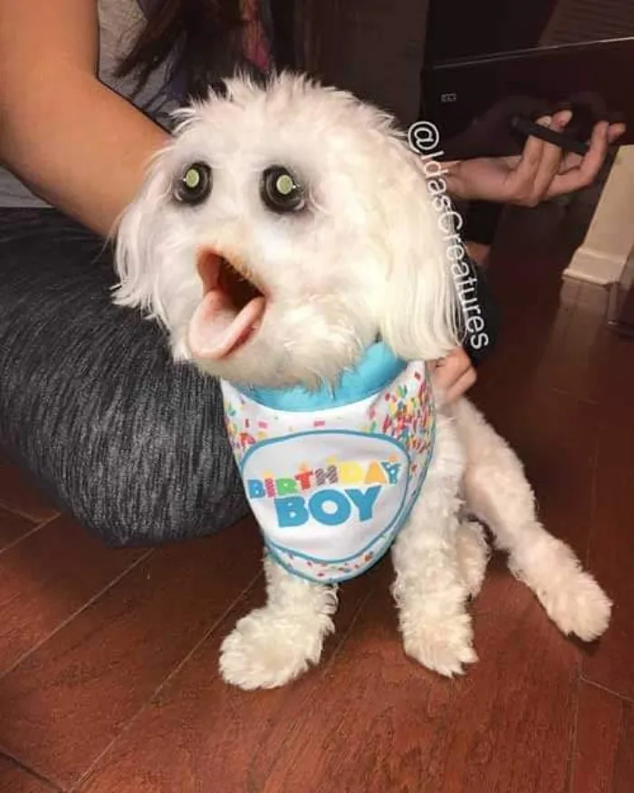 People Are Submitting Pics Of Their Pets To This Instagrammer, And She Gives Them Hilarious Makeovers (58 New Pics)