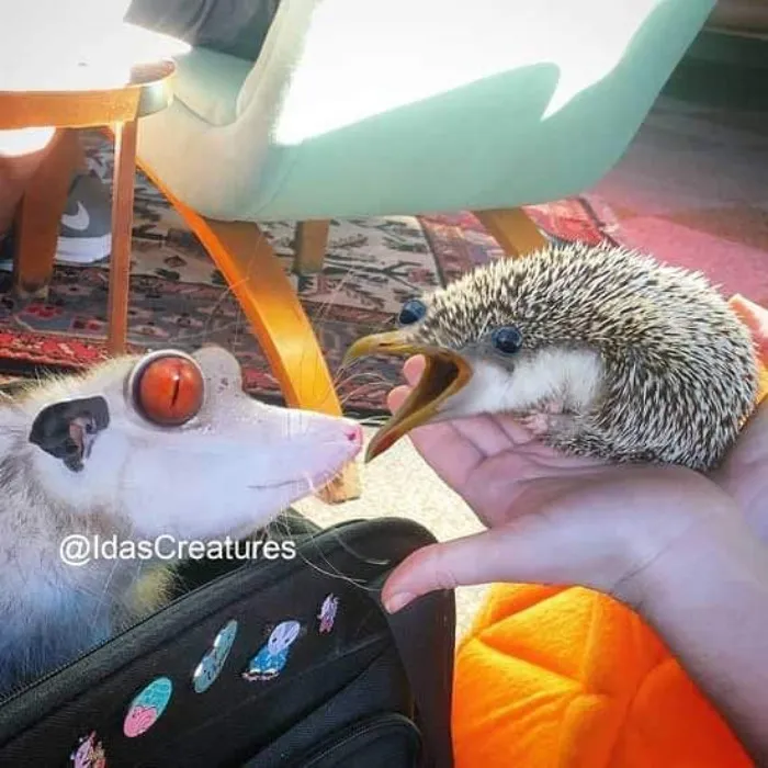 People Are Submitting Pics Of Their Pets To This Instagrammer, And She Gives Them Hilarious Makeovers (58 New Pics)