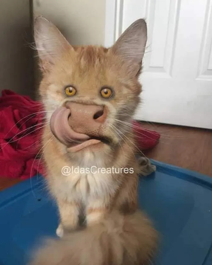 People Are Submitting Pics Of Their Pets To This Instagrammer, And She Gives Them Hilarious Makeovers (58 New Pics)