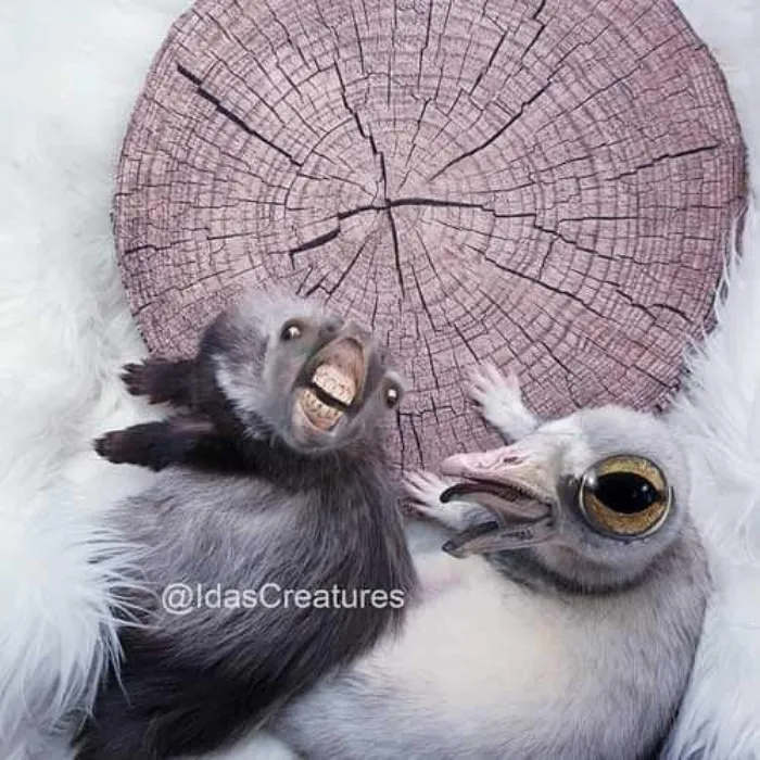 People Are Submitting Pics Of Their Pets To This Instagrammer, And She Gives Them Hilarious Makeovers (58 New Pics)