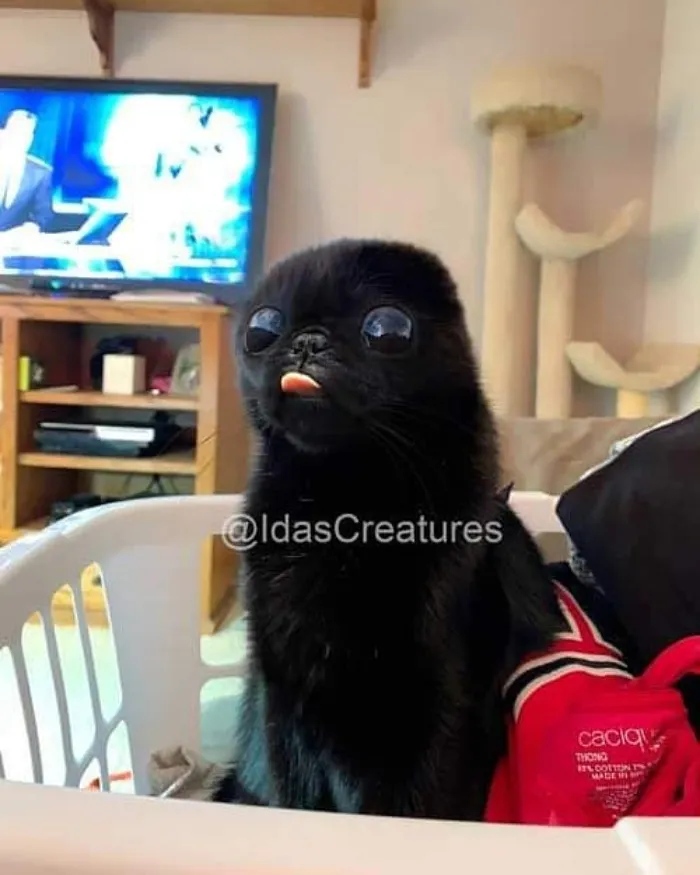 People Are Submitting Pics Of Their Pets To This Instagrammer, And She Gives Them Hilarious Makeovers (58 New Pics)