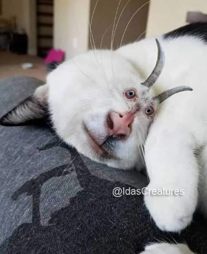 People Are Submitting Pics Of Their Pets To This Instagrammer, And She Gives Them Hilarious Makeovers (58 New Pics)