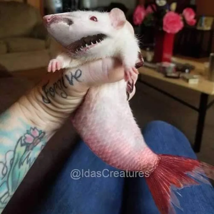 People Are Submitting Pics Of Their Pets To This Instagrammer, And She Gives Them Hilarious Makeovers (58 New Pics)