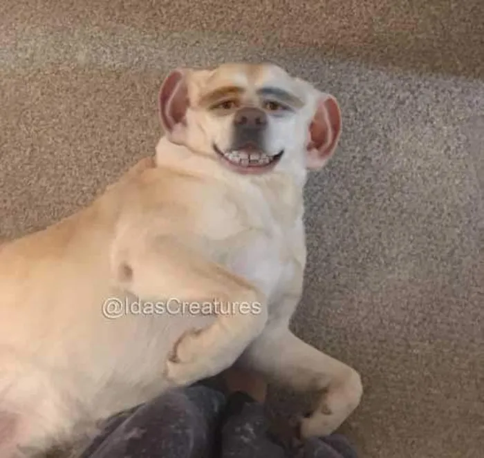 People Are Submitting Pics Of Their Pets To This Instagrammer, And She Gives Them Hilarious Makeovers (58 New Pics)