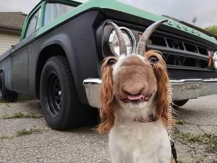 People Are Submitting Pics Of Their Pets To This Instagrammer, And She Gives Them Hilarious Makeovers (58 New Pics)