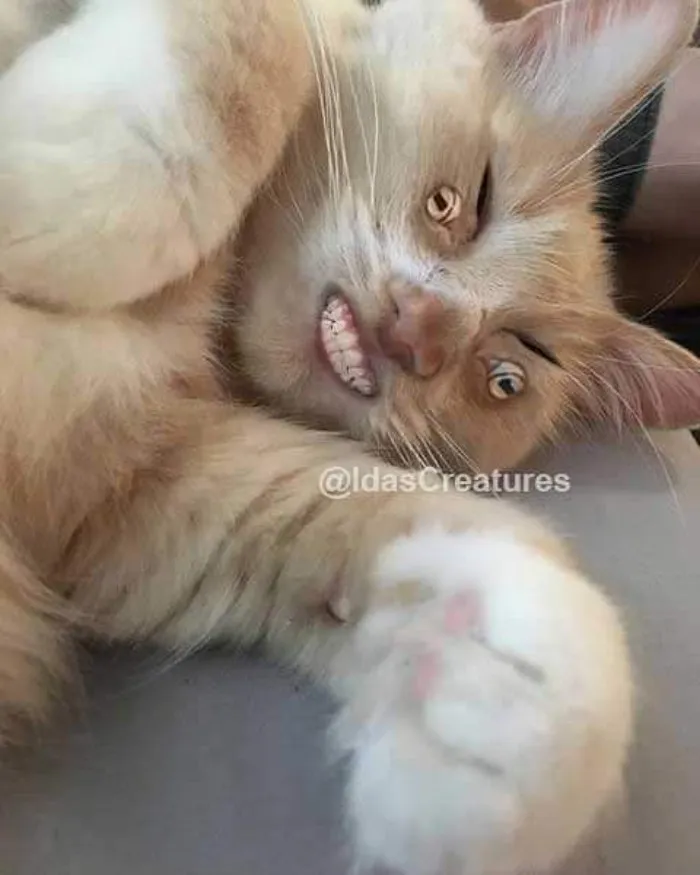 People Are Submitting Pics Of Their Pets To This Instagrammer, And She Gives Them Hilarious Makeovers (58 New Pics)