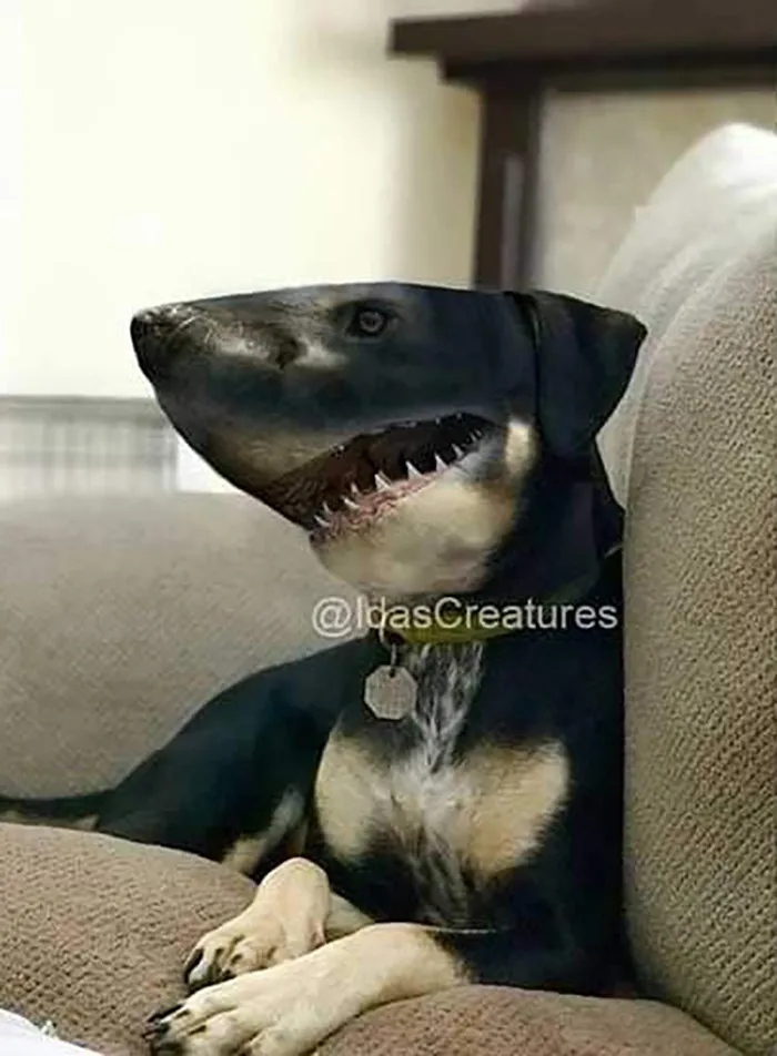 People Are Submitting Pics Of Their Pets To This Instagrammer, And She Gives Them Hilarious Makeovers (58 New Pics)