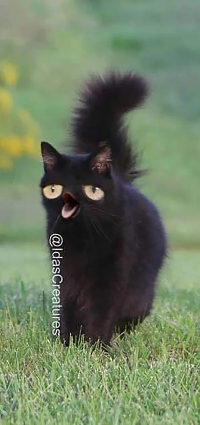 People Are Submitting Pics Of Their Pets To This Instagrammer, And She Gives Them Hilarious Makeovers (58 New Pics)