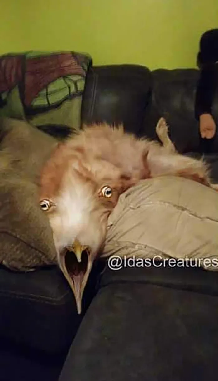 People Are Submitting Pics Of Their Pets To This Instagrammer, And She Gives Them Hilarious Makeovers (58 New Pics)