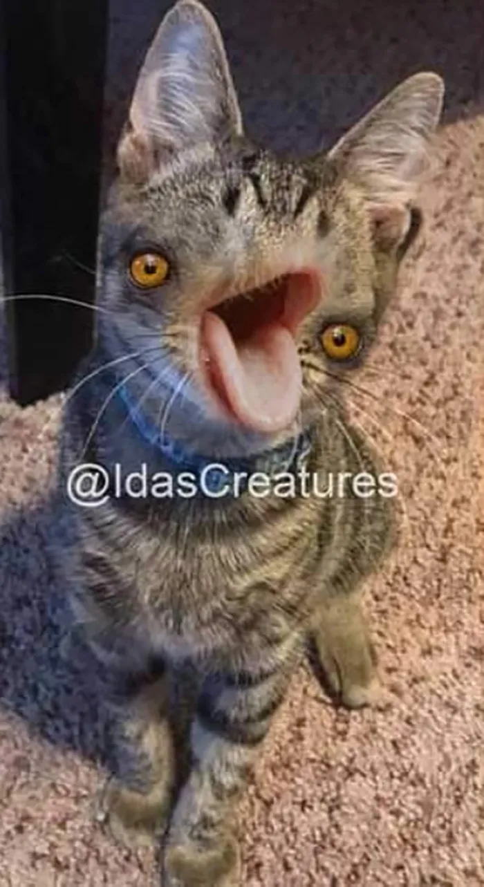 People Are Submitting Pics Of Their Pets To This Instagrammer, And She Gives Them Hilarious Makeovers (58 New Pics)