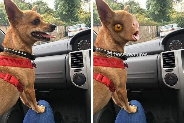 People Are Submitting Pics Of Their Pets To This Instagrammer, And She Gives Them Hilarious Makeovers (58 New Pics)