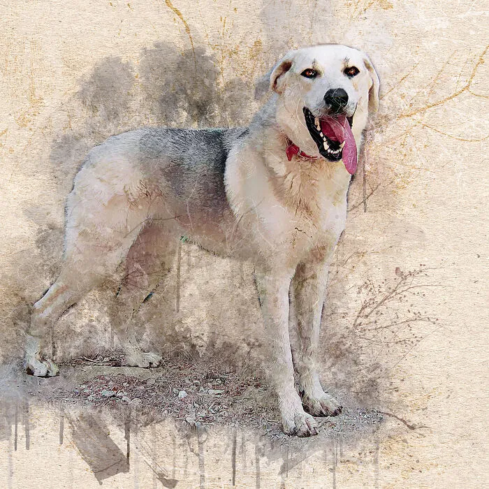I Help Find New Homes For Heroic Blood Donor Dog And 17 Other Dogs In Need