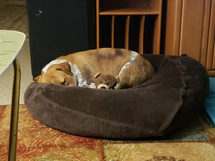 Tink And Teddy.  Teddy Is Always On Guard While Tink Sleeps.
