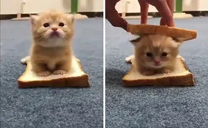This Online Group Celebrates Kittens That Are 'Illegally Smol' And Here Are 50 Of The Most Adorable Ones (New Pics)