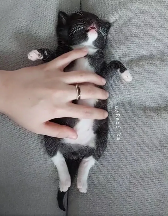 Comforting My Little Fluff While Hes Asleep!