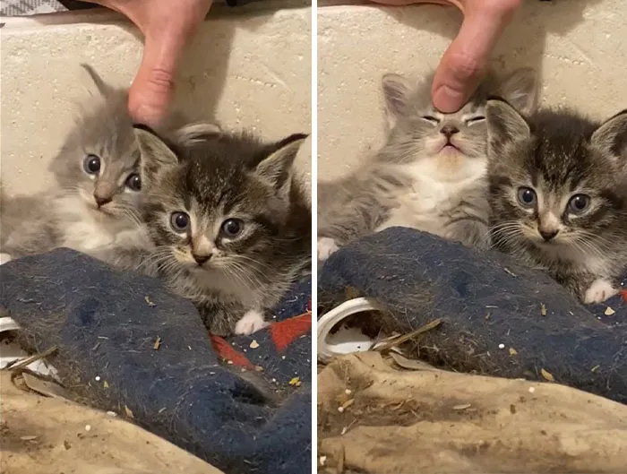 Illegally Smol Head Rub