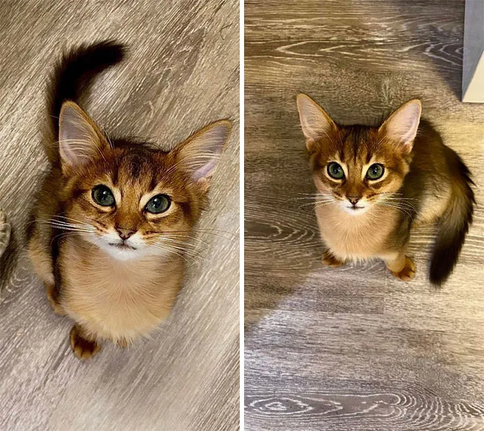 Not As Smol As Two Weeks Ago