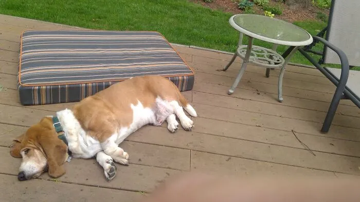 I Love My New Dog Bed, Really Mom.