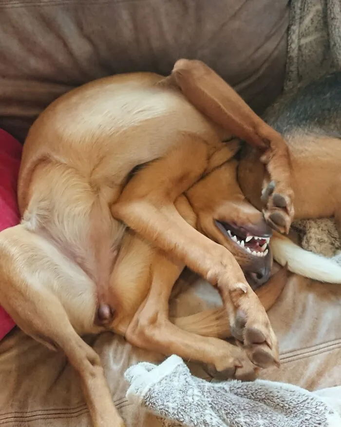 IKEA Doggo: Some Assembly Required.