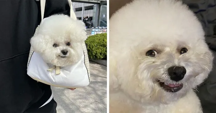 This Adorable Pup Makes The Silliest Faces (30 Pics)