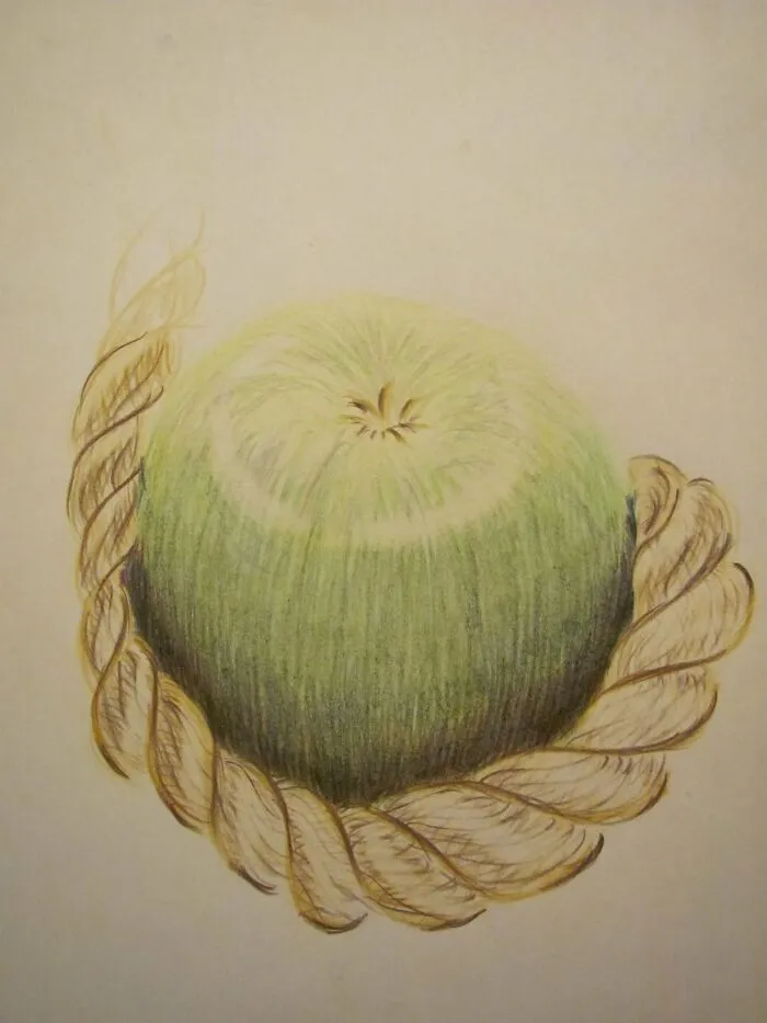 Apple And Rope; Colored Pencils
