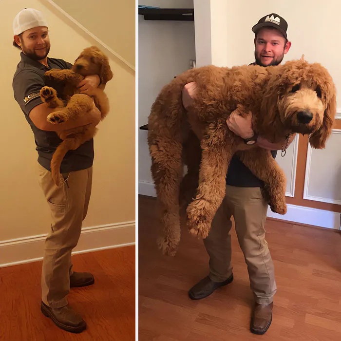 El mismo perro, pero con un año de diferencia