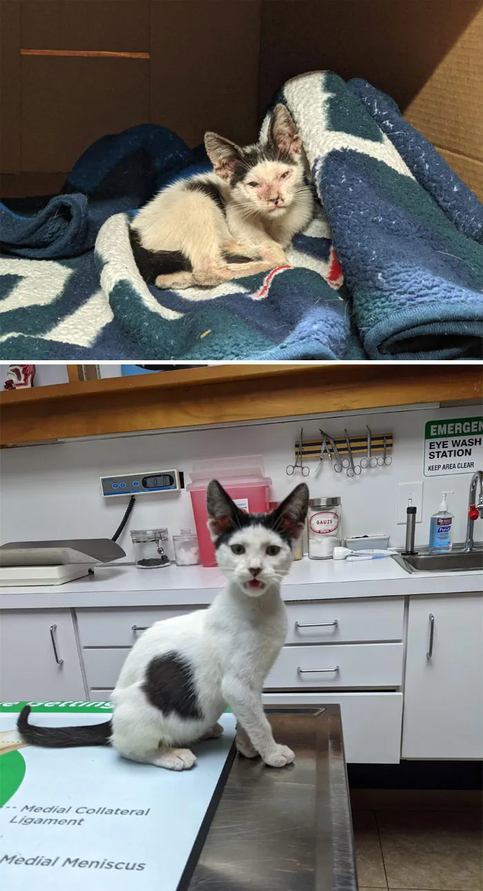 [2 Weeks Later] Guess Who Just Got Her All Clear From The Vet!