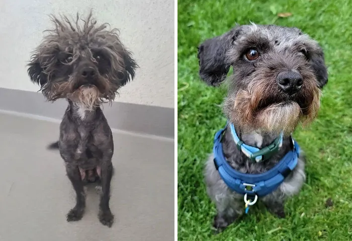 Gizmo después de un poco de amor