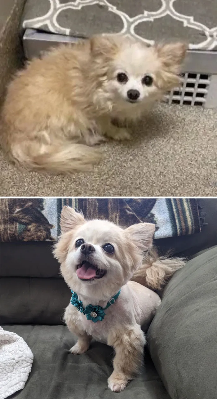 Adopted Last Week. From Pound Pup To Pampered Pooch. Chloe Bear