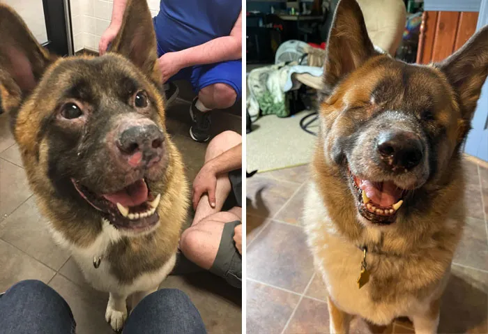 June, 2017. At The Shelter. To Less Than A Year Ago. It’s My Favorite Photo Of Him. He Has Uveodermatologic Syndrome