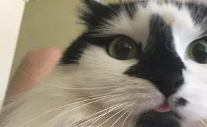 40 Cats That Forgot To Put Their Tongue Back In And Had The Derpiest Faces On Them