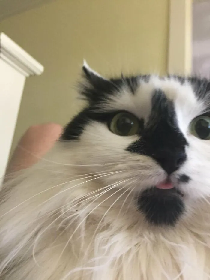 My Cat Blepped For The First Time On Camera
