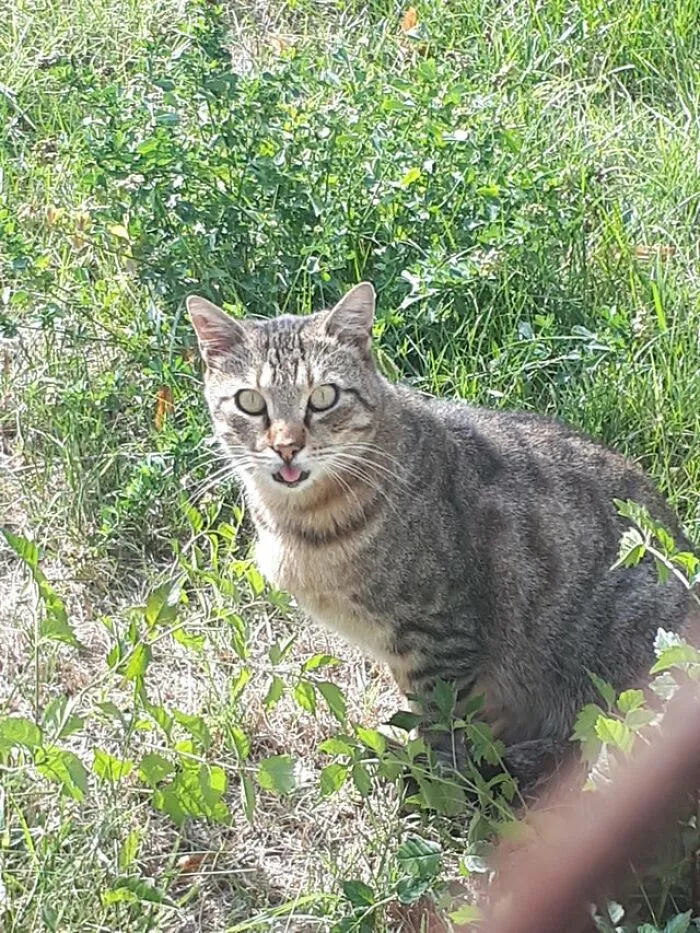 I Pspsps'd A Cat On My Way To School And It Turned To Me With A Blep