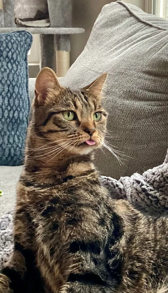 Chutney Doesn’t Blep Much But When He Does It’s Great