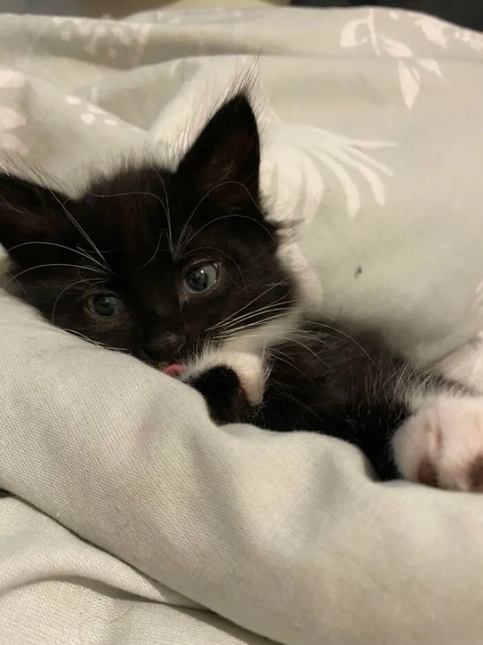 Tiny Blep From A Tiny Lady