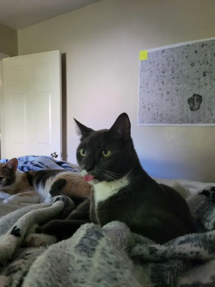 I Spent A Solid 5 Minutes Laughing At His Blep Today