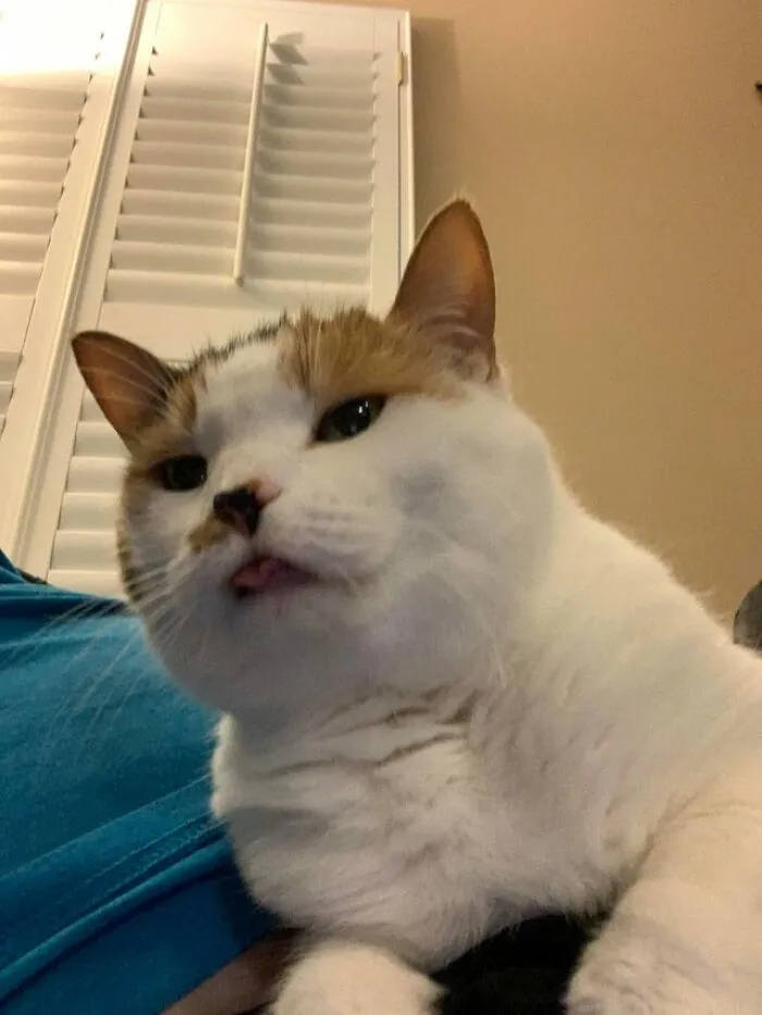 Deedee nos ha evitado por más de 5 años. Finalmente, ¡captamos su blep con la cámara!