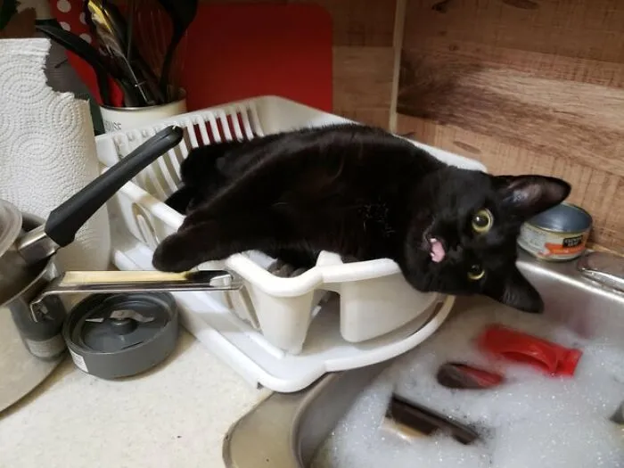 Potat sacando la lengua por el jugo de cangrejo