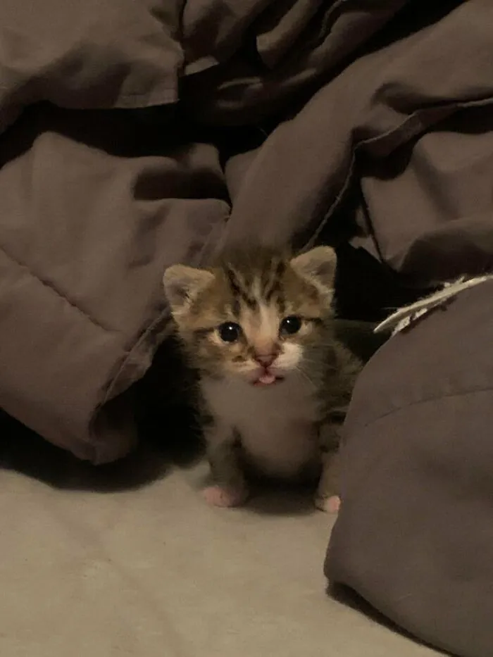 Smol Blep