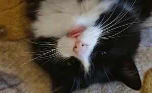 40 Cats That Forgot To Put Their Tongue Back In And Had The Derpiest Faces On Them