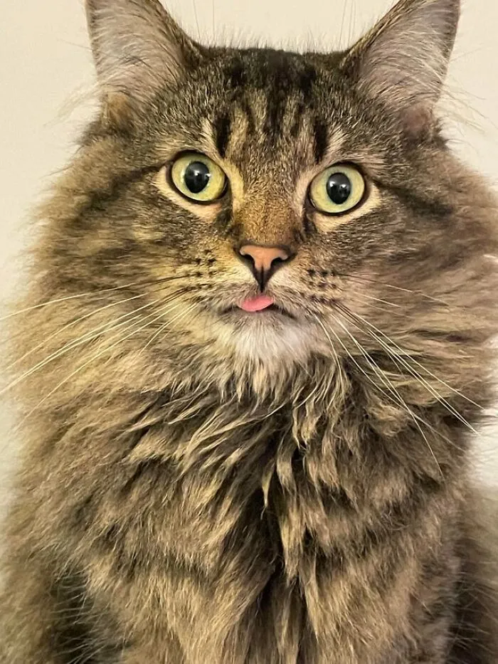 Posiblemente, el mejor retrato de un blep que jamás tomaré