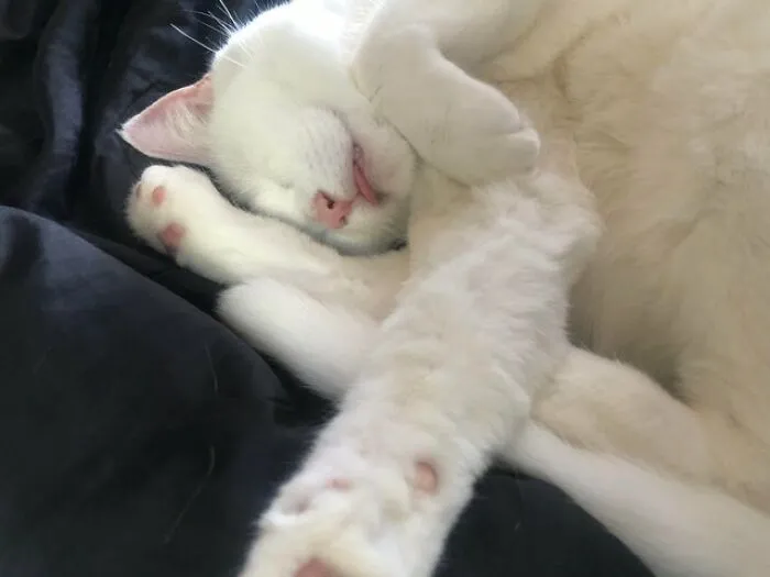 Un inusual blep de una niña soñolienta