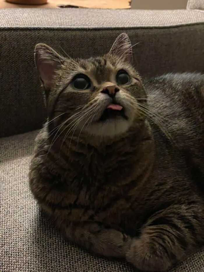 Turbo sacando la lengua