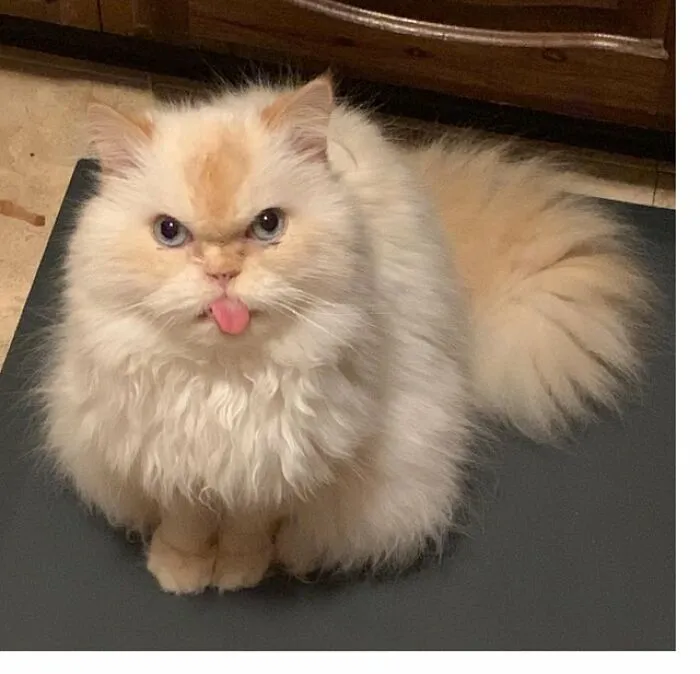 Smeet Smeagol. He Is A Majestic Blep Floof And I Hope Everyone Enjoys Him